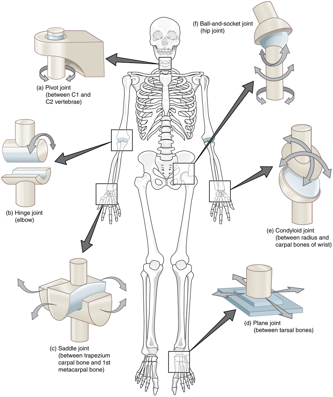 Learning Aim 25 - "Joints" - Mr Brownăs Science & Chemistry Page Regarding Joints And Movement Worksheet